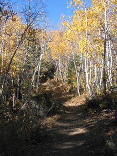 Sierra04_images/Sierra04_100_FallTrees.jpg